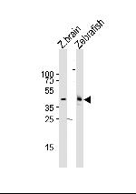 p38 MAPK gamma Polyclonal Antibody