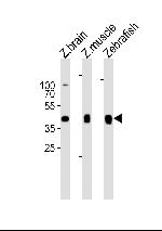 MYLIPB Polyclonal Antibody