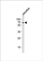 SHQ1 Polyclonal Antibody