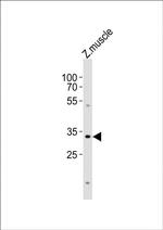 BHLHA9 Polyclonal Antibody