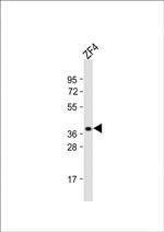 OPN1SW2 Polyclonal Antibody