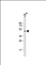 DMRT3A Antibody in Western Blot (WB)