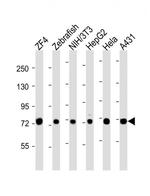 HSC70 Antibody in Western Blot (WB)