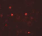 KCNK13 Antibody in Immunohistochemistry (Paraffin) (IHC (P))