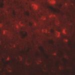 TMEM59L Antibody in Immunohistochemistry (Paraffin) (IHC (P))