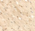 TMEM59L Polyclonal Antibody