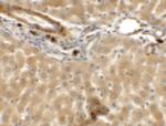 IFLTD1 Polyclonal Antibody