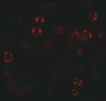 PALM3 Antibody in Immunocytochemistry (ICC/IF)