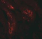 KIAA0701 Antibody in Immunohistochemistry (Paraffin) (IHC (P))