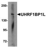 KIAA0701 Antibody in Western Blot (WB)