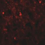 FXYD7 Antibody in Immunohistochemistry (Paraffin) (IHC (P))