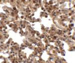 FXYD7 Polyclonal Antibody
