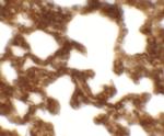 NETO1 Polyclonal Antibody