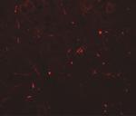 SEC62 Antibody in Immunohistochemistry (Paraffin) (IHC (P))