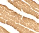 DDA1 Polyclonal Antibody