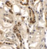 DPAGT1 Polyclonal Antibody