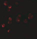 HIGD1A Polyclonal Antibody