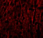 RILPL1 Polyclonal Antibody