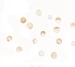 SLC35D3 Polyclonal Antibody