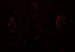 SPATA1 Antibody in Immunohistochemistry (Paraffin) (IHC (P))