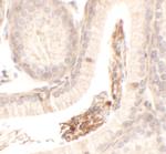 SPATA1 Polyclonal Antibody