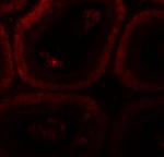 SPATA3 Antibody in Immunohistochemistry (Paraffin) (IHC (P))