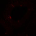 SPATA4 Antibody in Immunohistochemistry (Paraffin) (IHC (P))