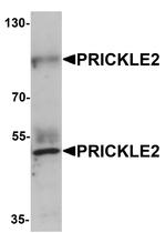 PRICKLE2 Antibody in Western Blot (WB)