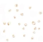 PRICKLE4 Polyclonal Antibody