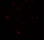 PRICKLE4 Antibody in Immunocytochemistry (ICC/IF)