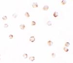 PIWIL2 Polyclonal Antibody