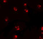 PIWIL2 Antibody in Immunocytochemistry (ICC/IF)