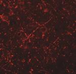 MS4A6A Antibody in Immunohistochemistry (Paraffin) (IHC (P))