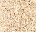MS4A6A Polyclonal Antibody