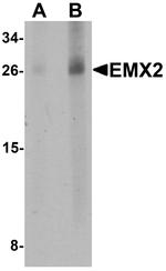 EMX2 Antibody in Western Blot (WB)