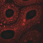 SPINK2 Antibody in Immunohistochemistry (Paraffin) (IHC (P))