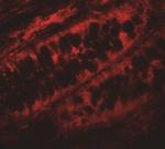 PPHLN1 Antibody in Immunohistochemistry (Paraffin) (IHC (P))