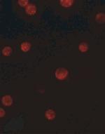 GBP6 Antibody in Immunocytochemistry (ICC/IF)