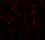 MLIP Antibody in Immunohistochemistry (Paraffin) (IHC (P))