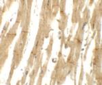 MLIP Polyclonal Antibody