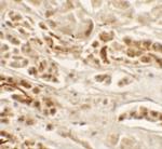 Nkx2.2 Polyclonal Antibody