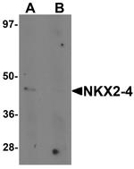 Nkx2.4 Antibody in Western Blot (WB)