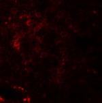 Nkx2.6 Antibody in Immunohistochemistry (Paraffin) (IHC (P))