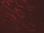 Kallikrein 4 Antibody in Immunohistochemistry (Paraffin) (IHC (P))