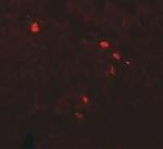 TMEM107 Antibody in Immunohistochemistry (Paraffin) (IHC (P))