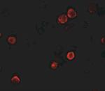 SOGA1 Polyclonal Antibody