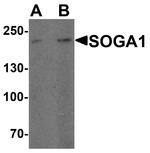 SOGA1 Antibody in Western Blot (WB)