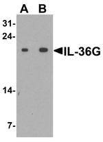IL1F9 Antibody in Western Blot (WB)