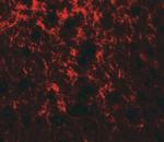 Adropin Antibody in Immunohistochemistry (Paraffin) (IHC (P))