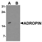 Adropin Antibody in Western Blot (WB)